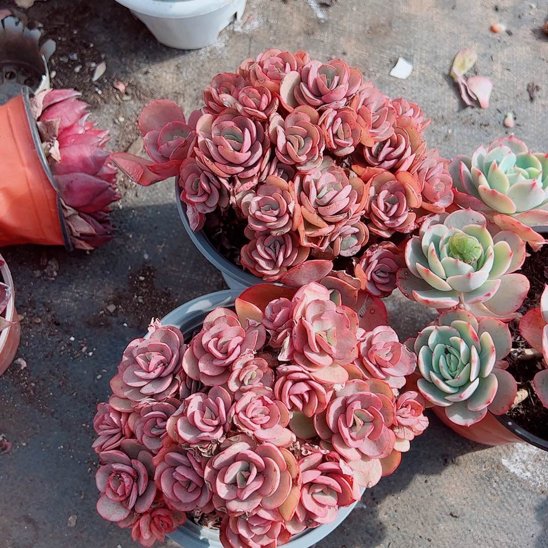 秀妍玫瑰多头造型精品特价二盆