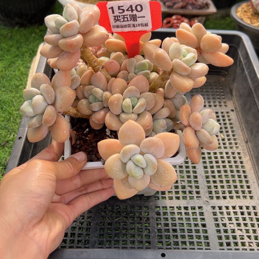 表妹精品多肉1540.