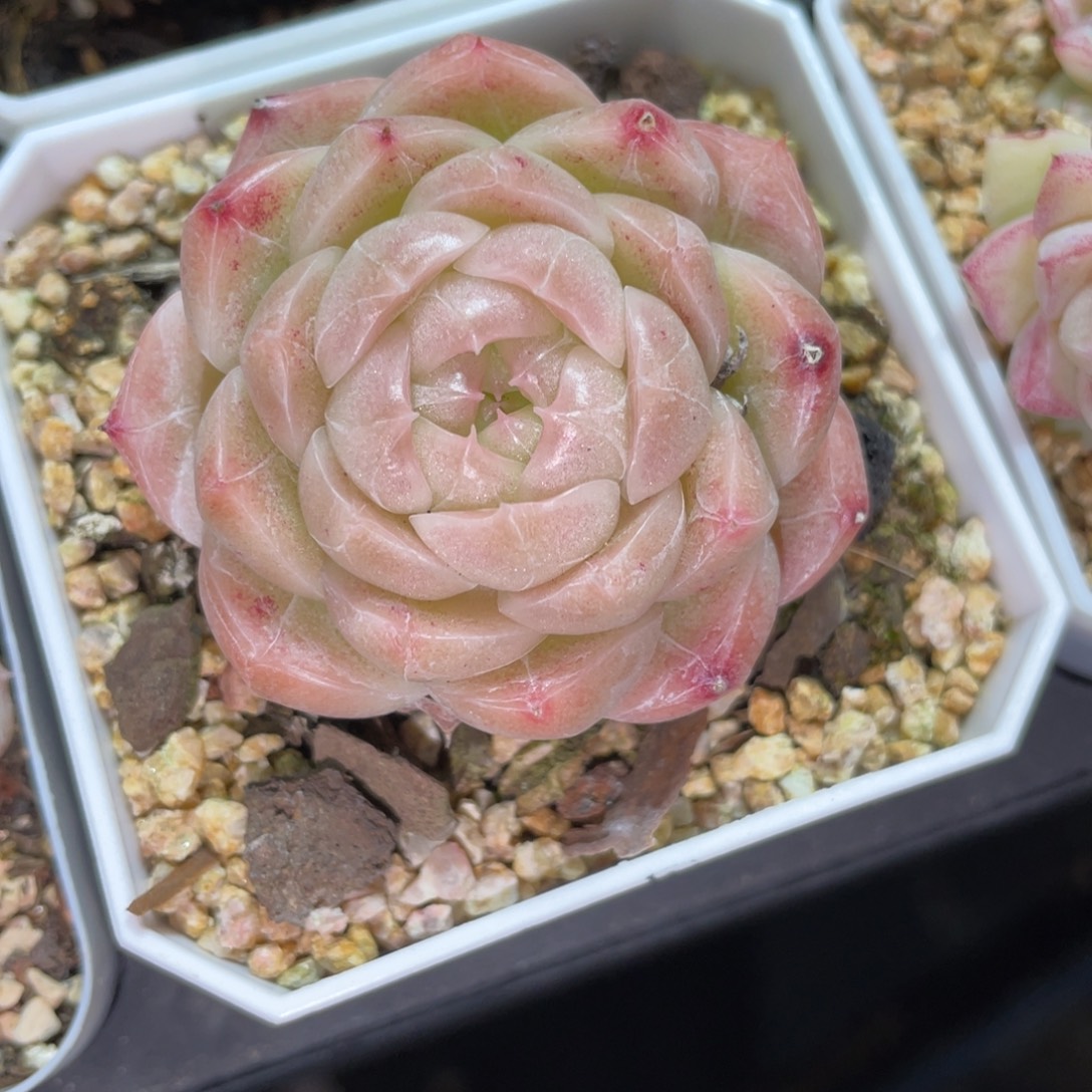 S1446粉油包麦秆精品