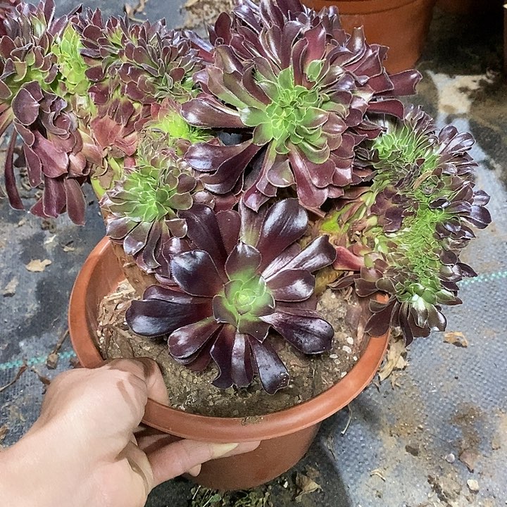 多肉植物保护研究所
