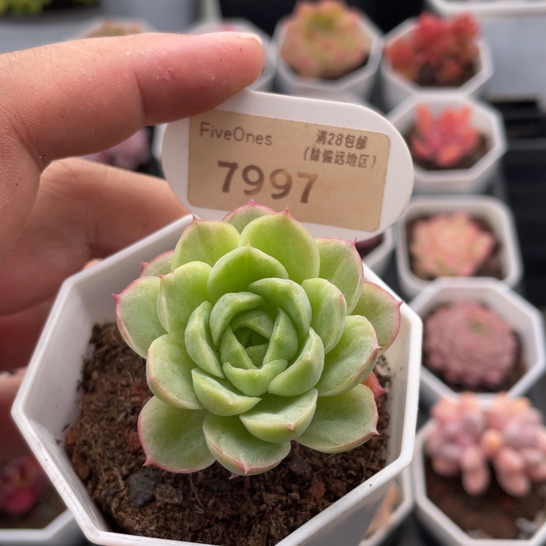 酸橙辣椒7997-5厘米