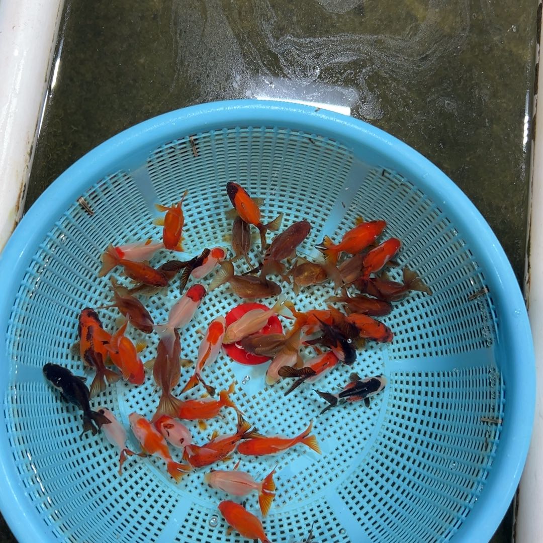 金鱼75号。玛丽一盆