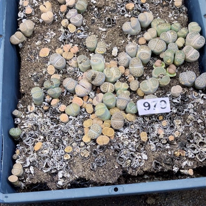 979 生石花一物一图如图