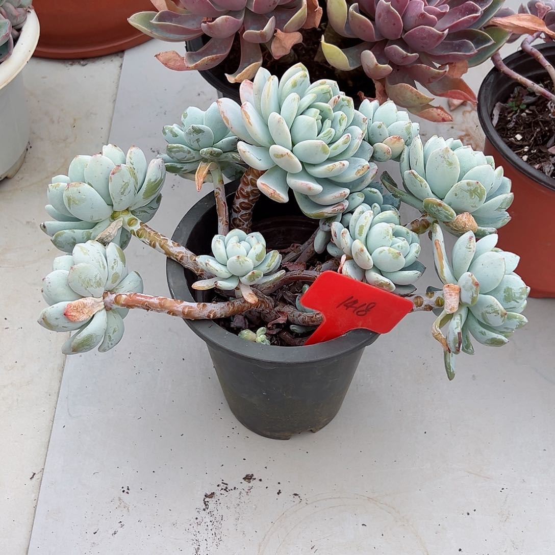 ?****1418冷香多肉植物