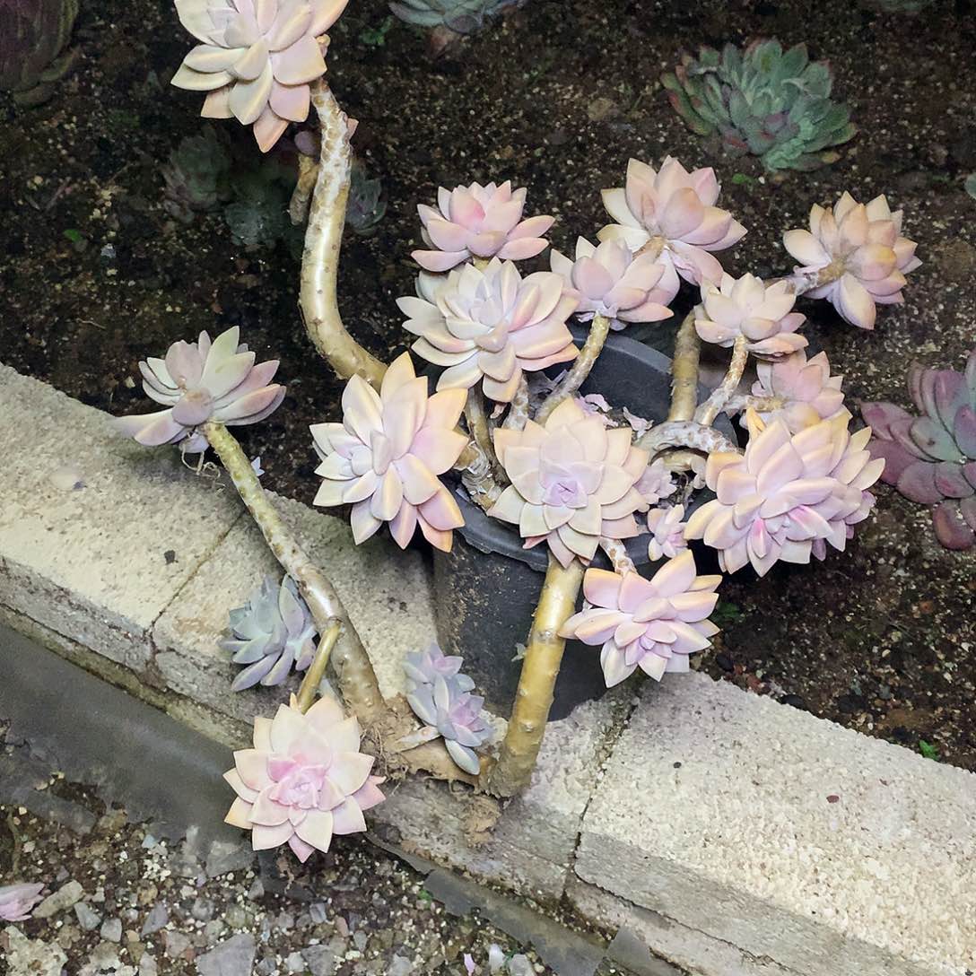 L*Q淡雪多肉一物一拍