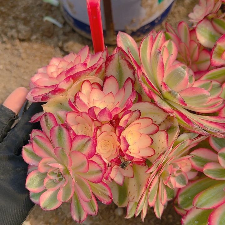 5-57倾城多肉法师