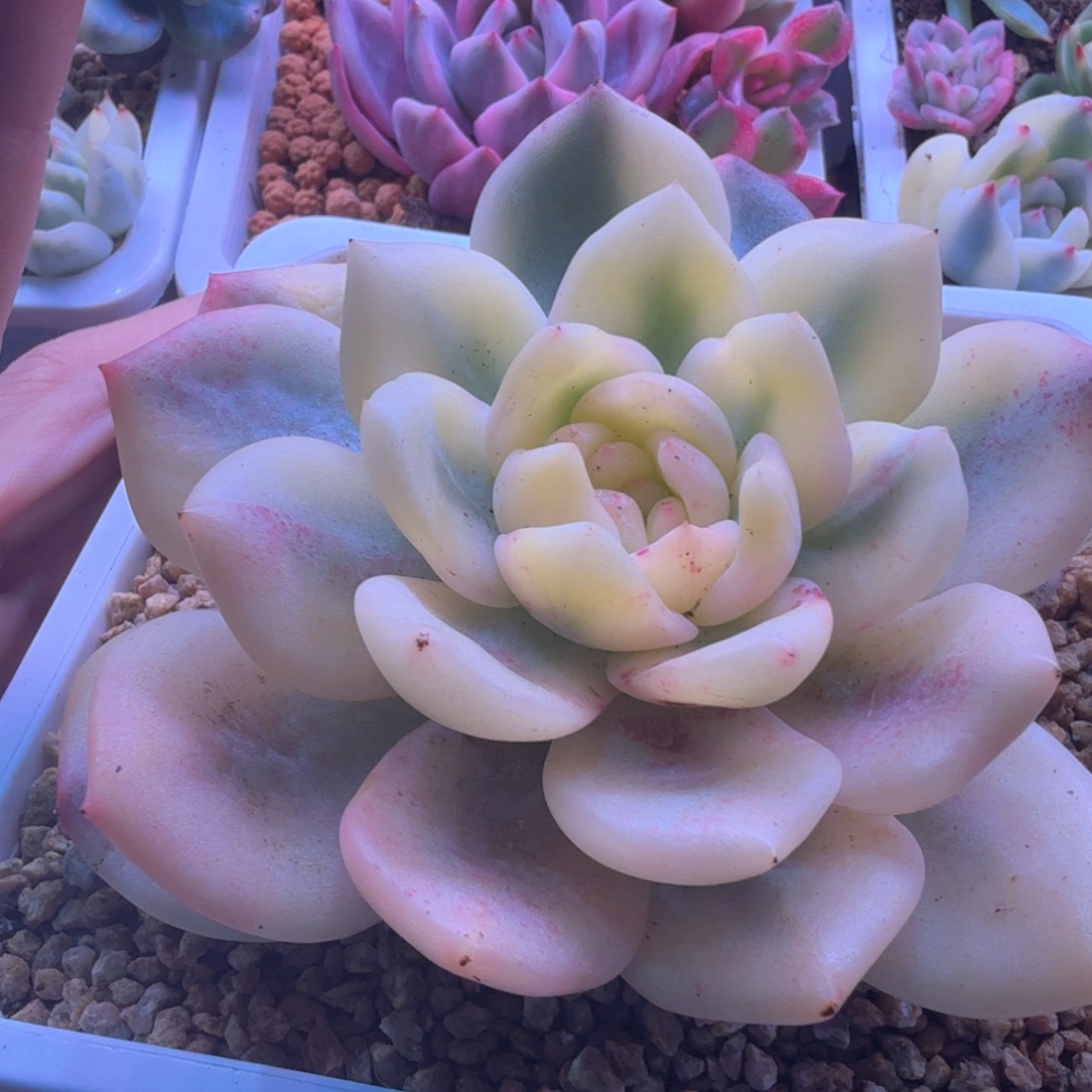 奶盖杂 多肉植物锦
