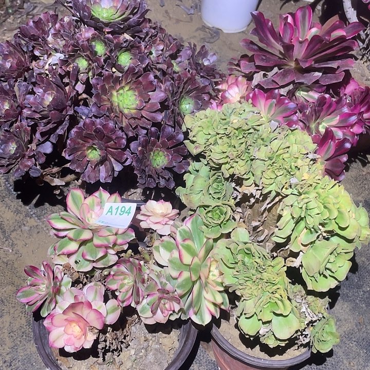 多肉植物断枝不包194法师4颗