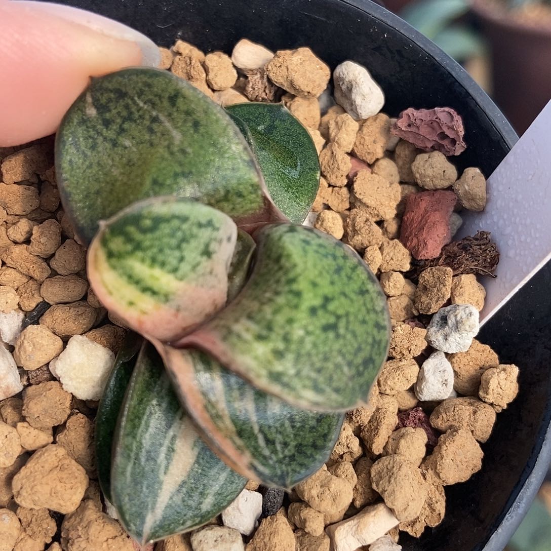 1103卧牛实生转带盆发货