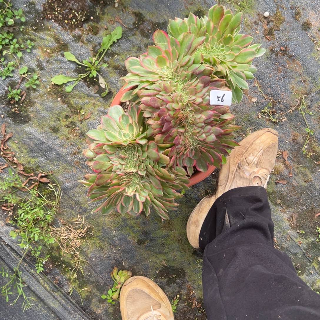 56黑魔锦缀多肉嘻嘻嘻