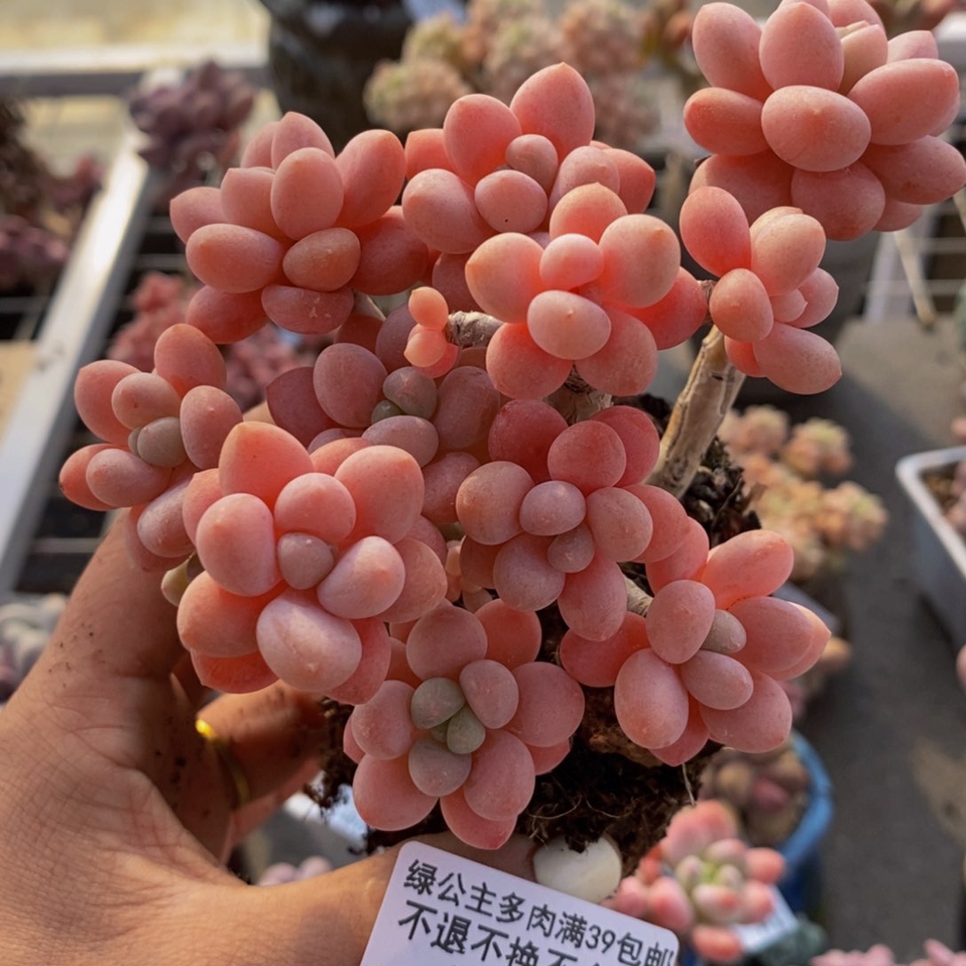 鱼子酱516/10cm多肉