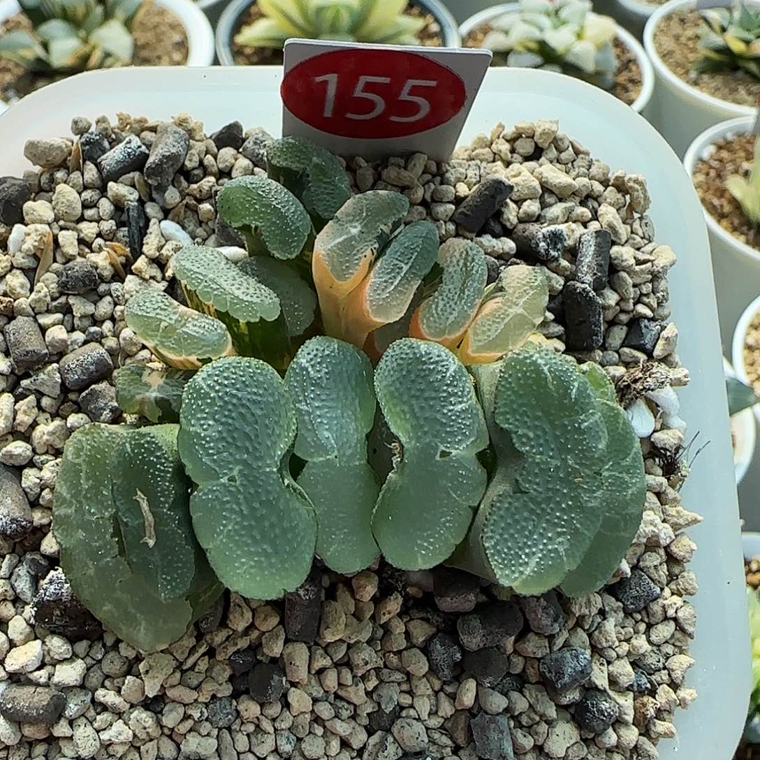 155号大久保透镜玉扇锦一物一拍带盆