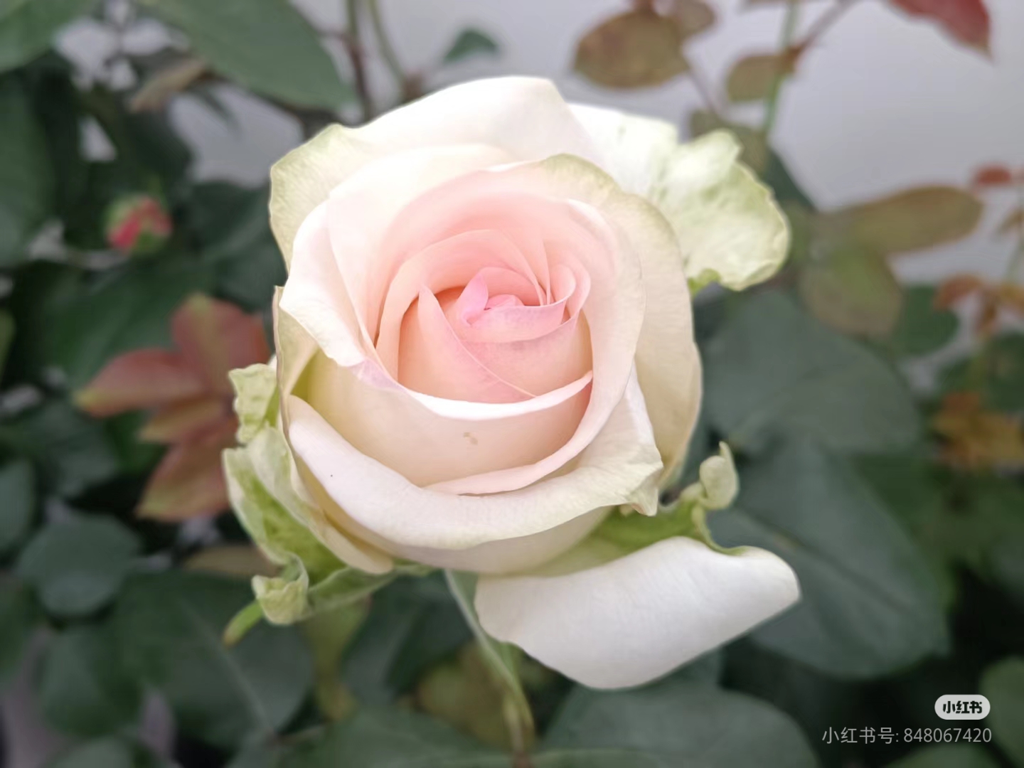 【少女】四季开花切花