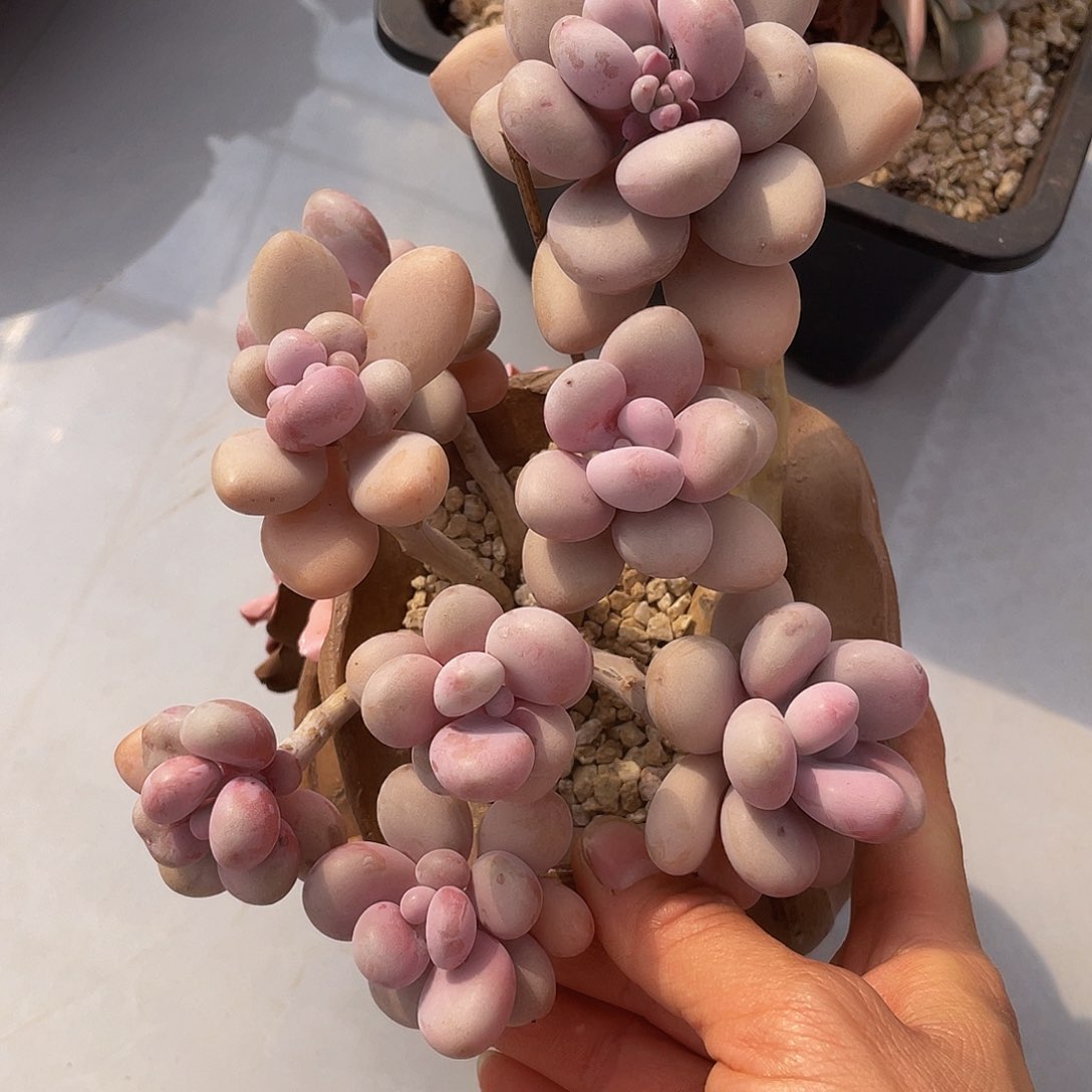 桃蛋多肉多肉多肉