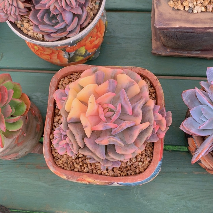 雪精灵锦自然无砍