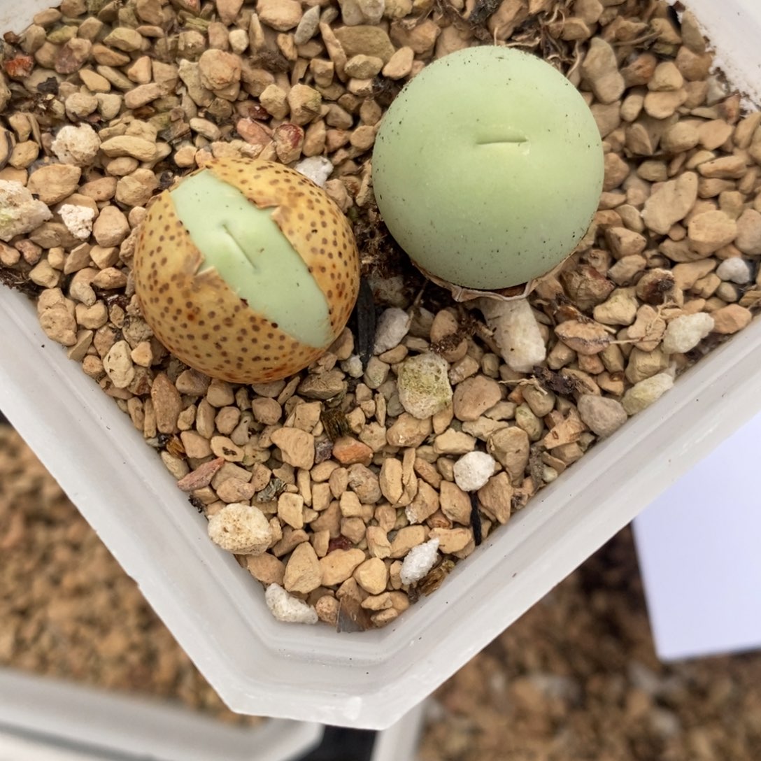 452嘟嘟嘴鸽子蛋1颗。    