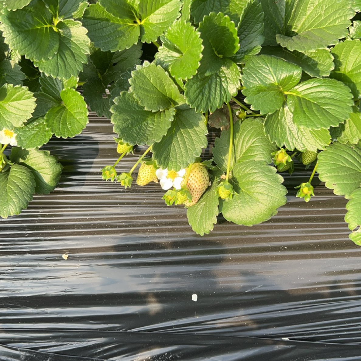 大棚地现挖土球苗