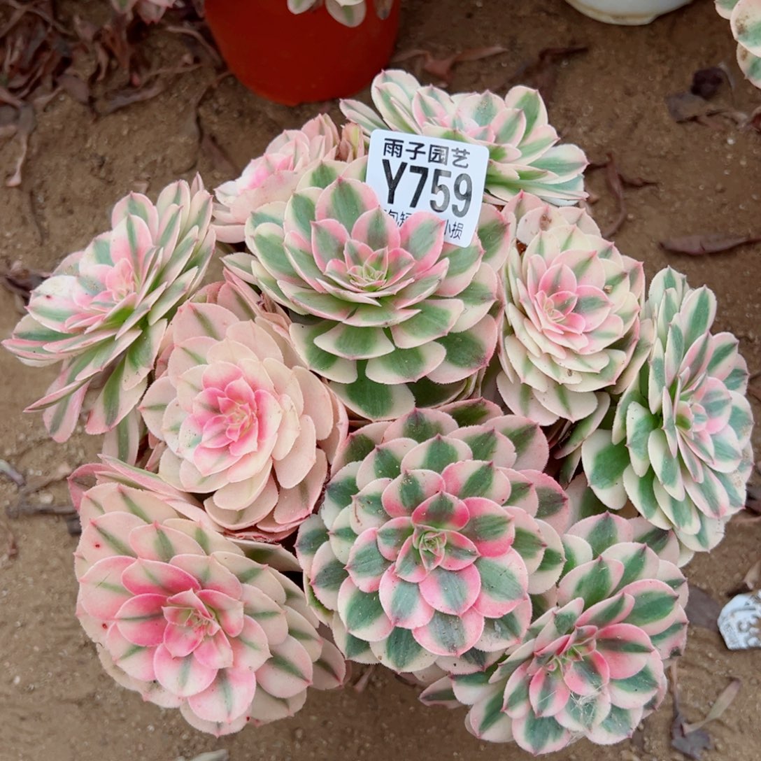 759倾城尺寸25左右