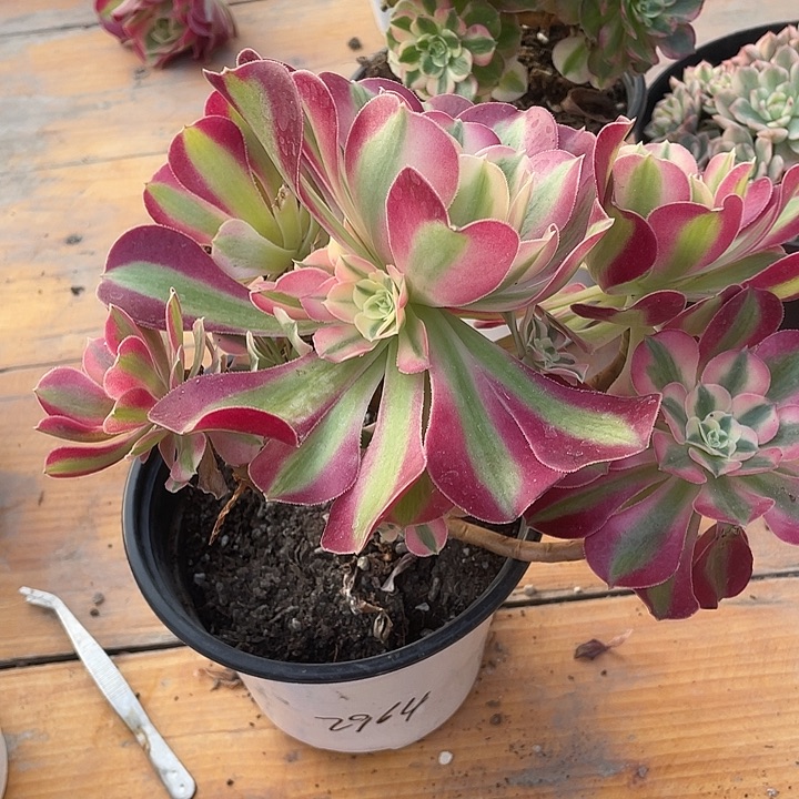 ～***～粉女巫法师小群生带盆发货