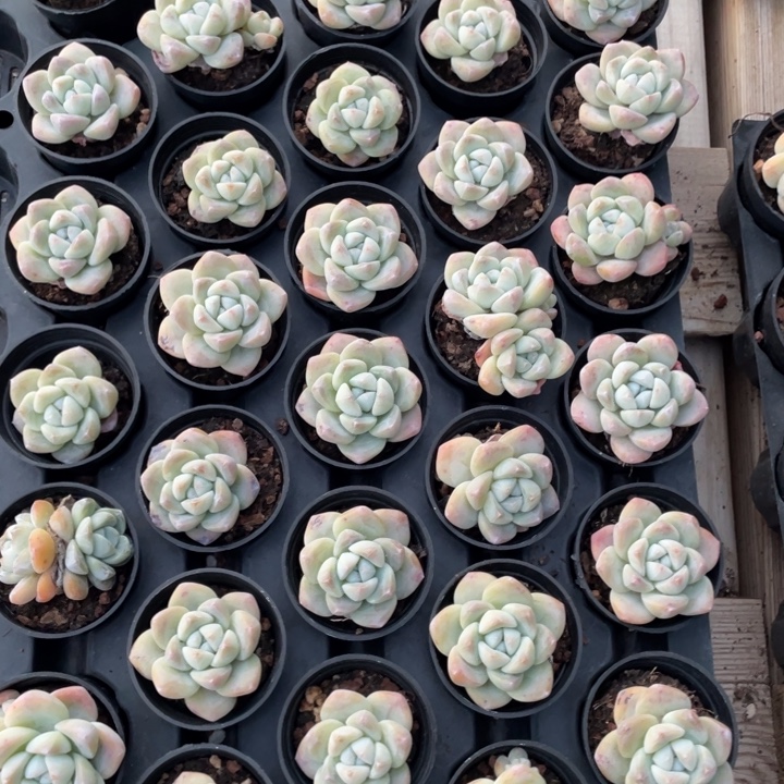 冰玉5.5盆一组20颗包邮非偏远