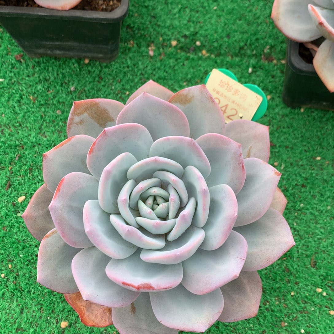 韩版奶茶老桩单头242