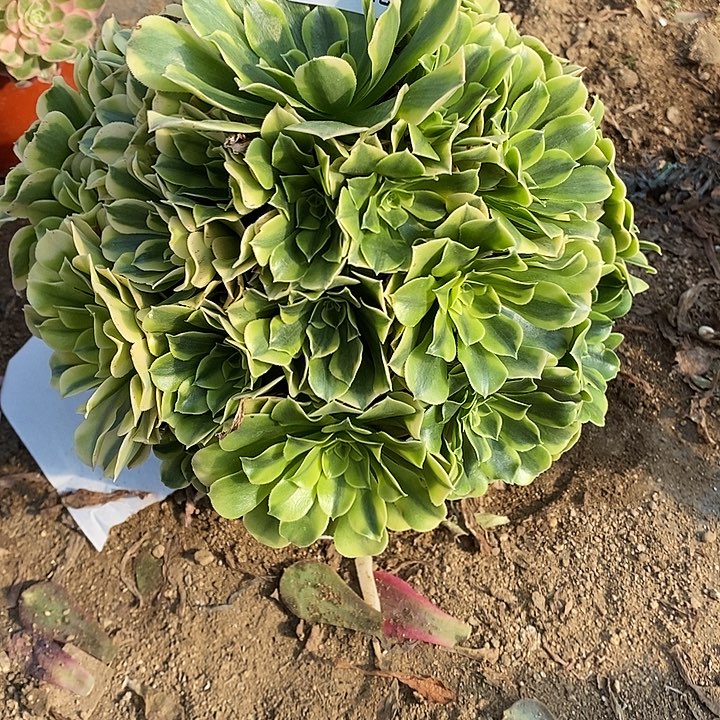 多肉植物绿豆莎800多肉