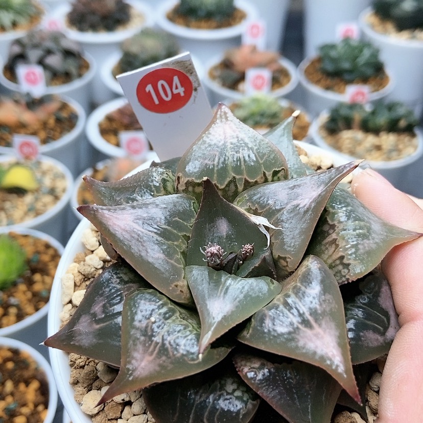 【闪购商品】104酒吞童子