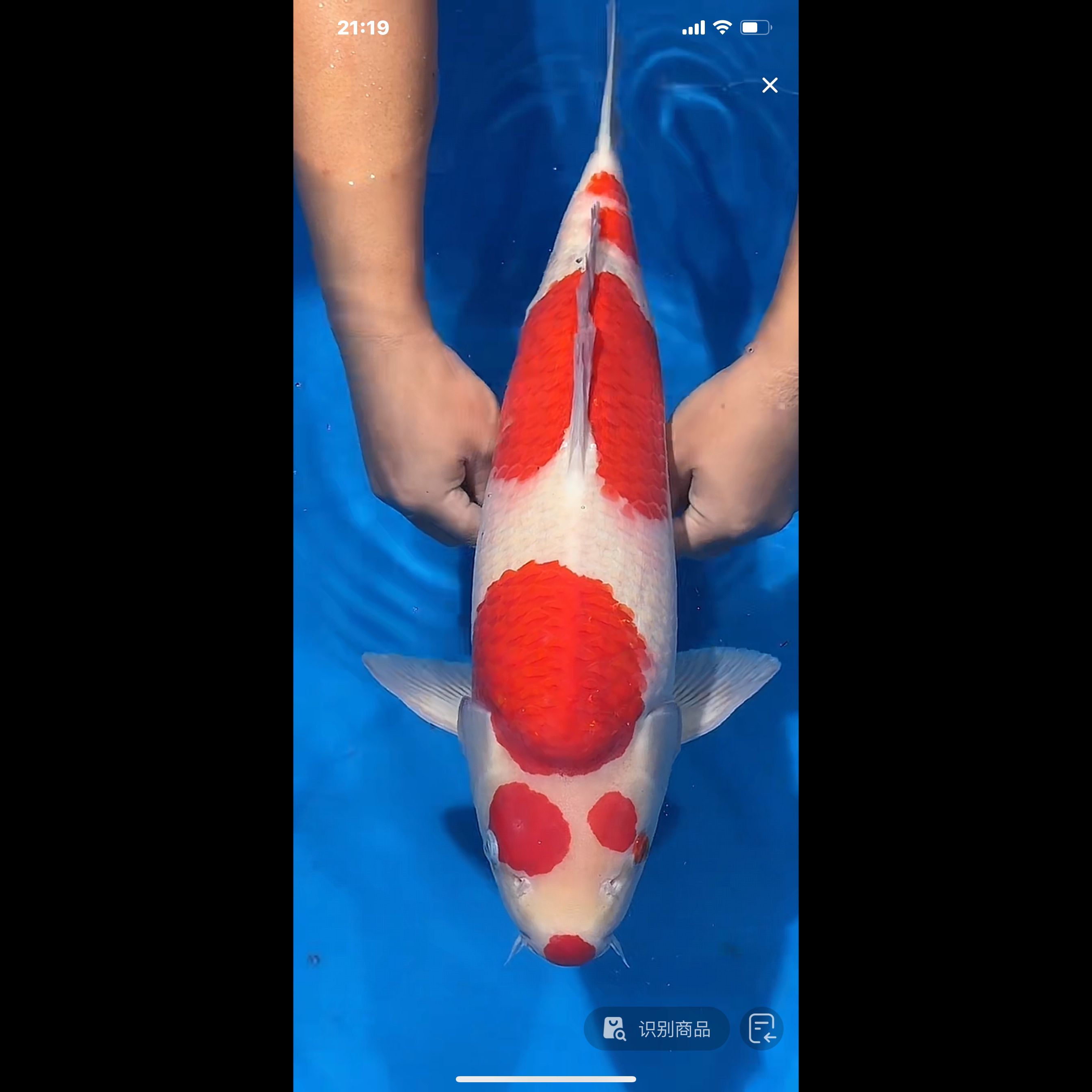 阪井出品香格里拉红白锦鲤公（崔哥）【实际以直播间为准】