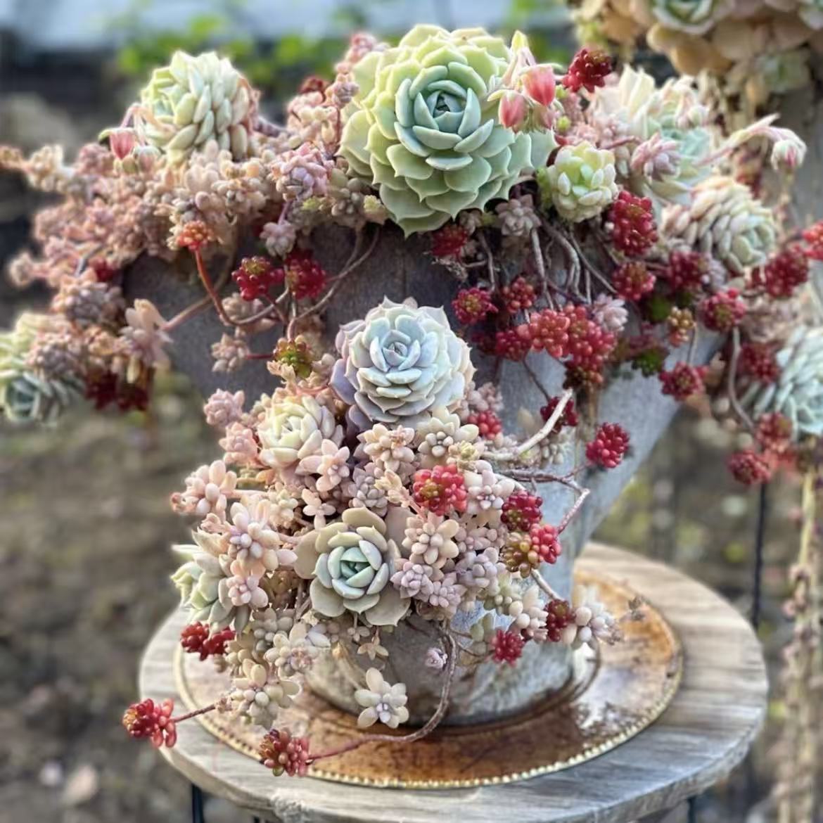 【综合链接7】多肉植物组合套餐新手好养盆栽绿植 