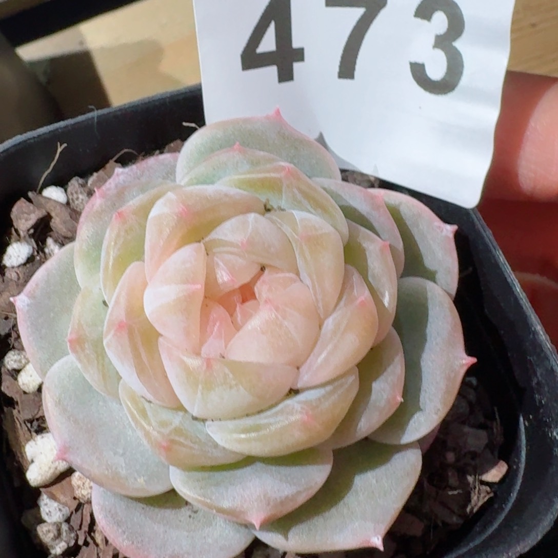 未来命名         精品多肉