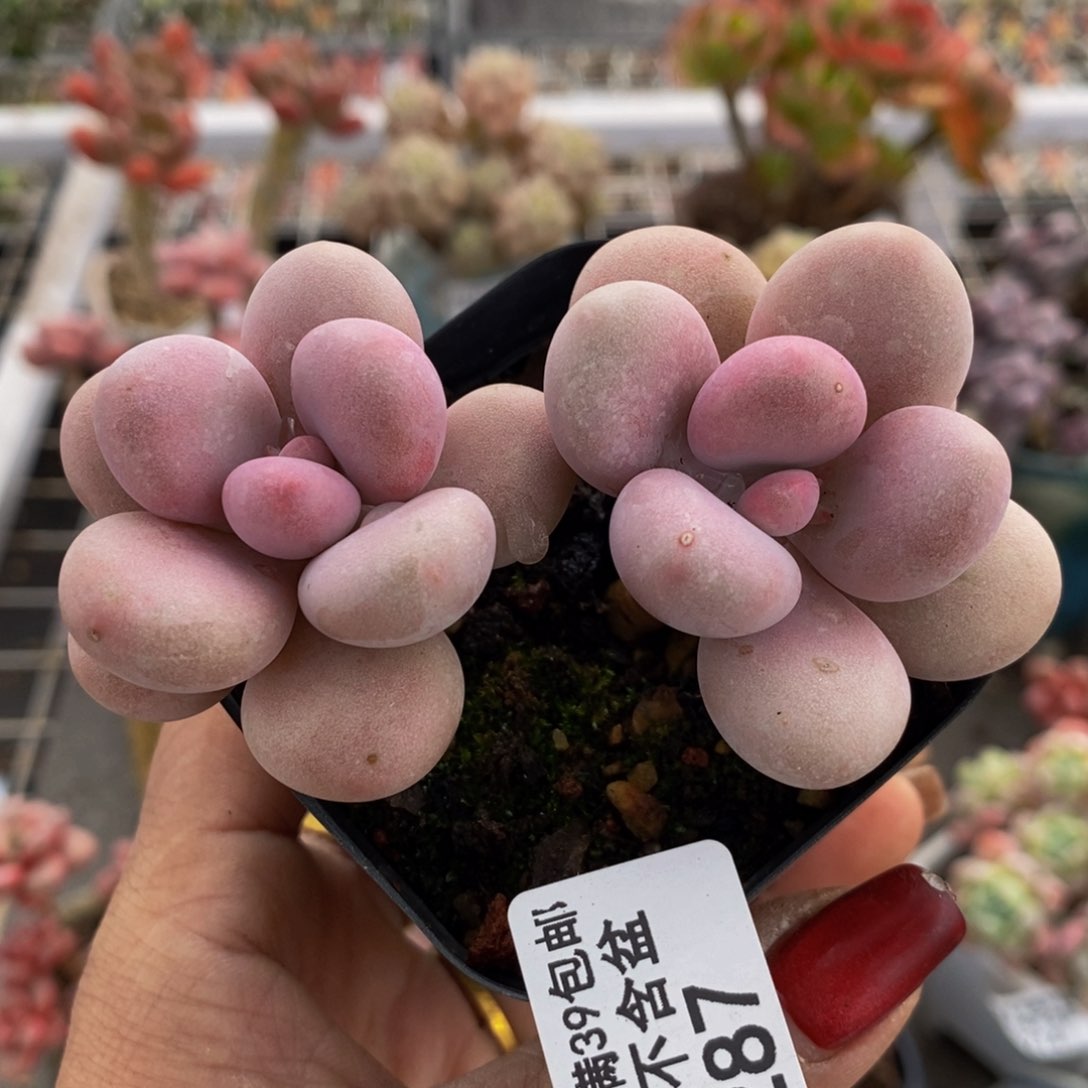 糖果桃蛋287/7c n