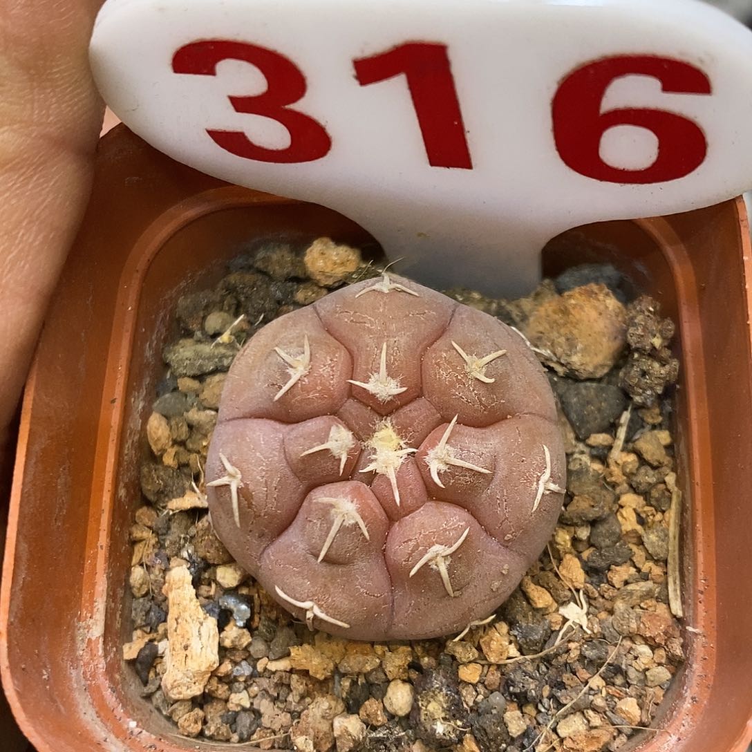 316福利特价啦超低价