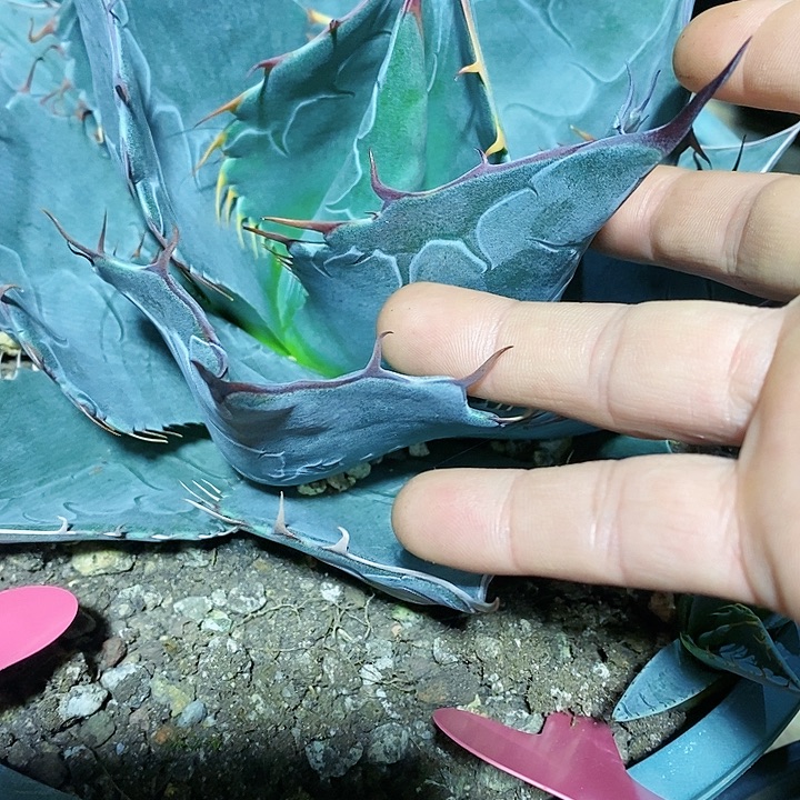 多肉植物龙蛇兰植物