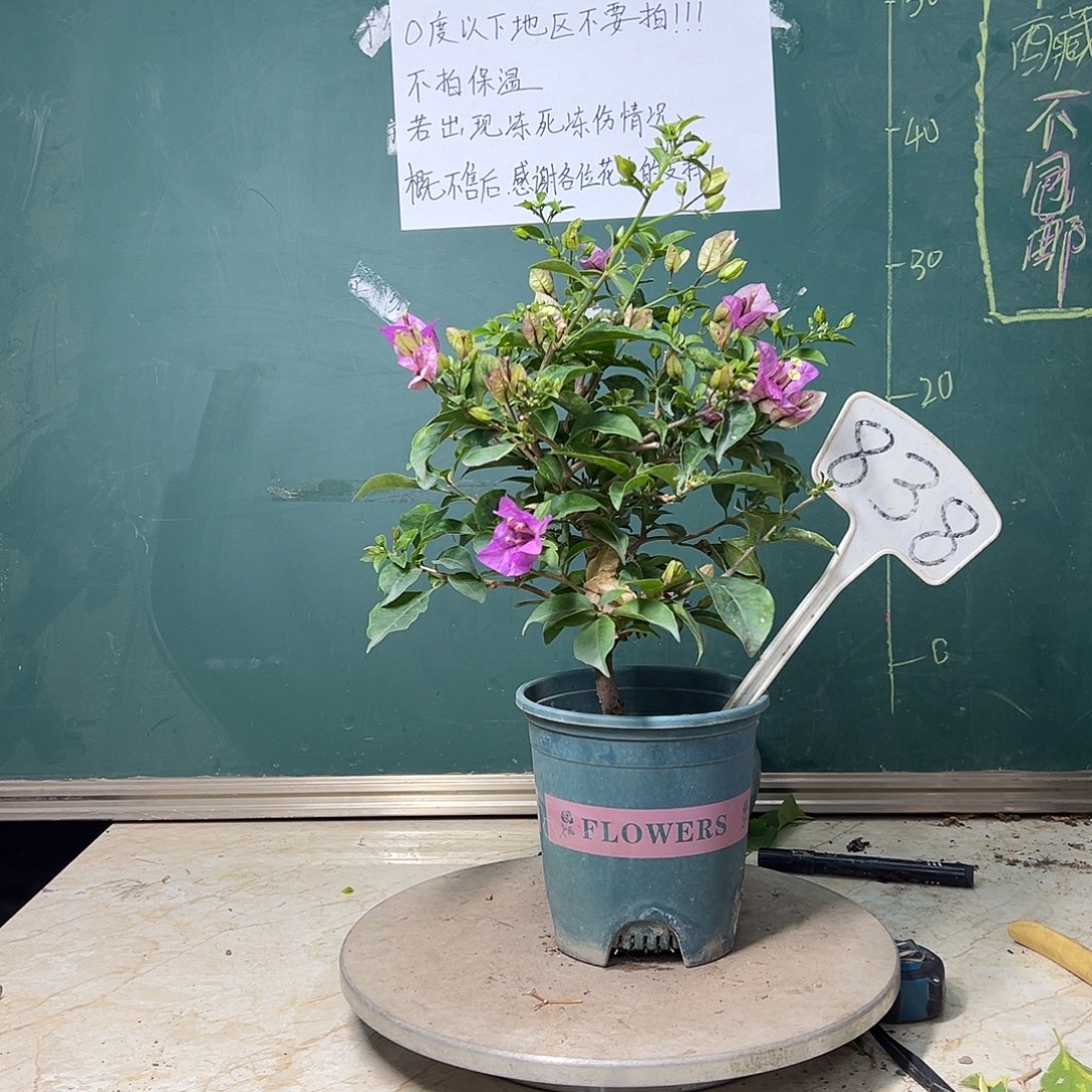 完全开放雪紫 838