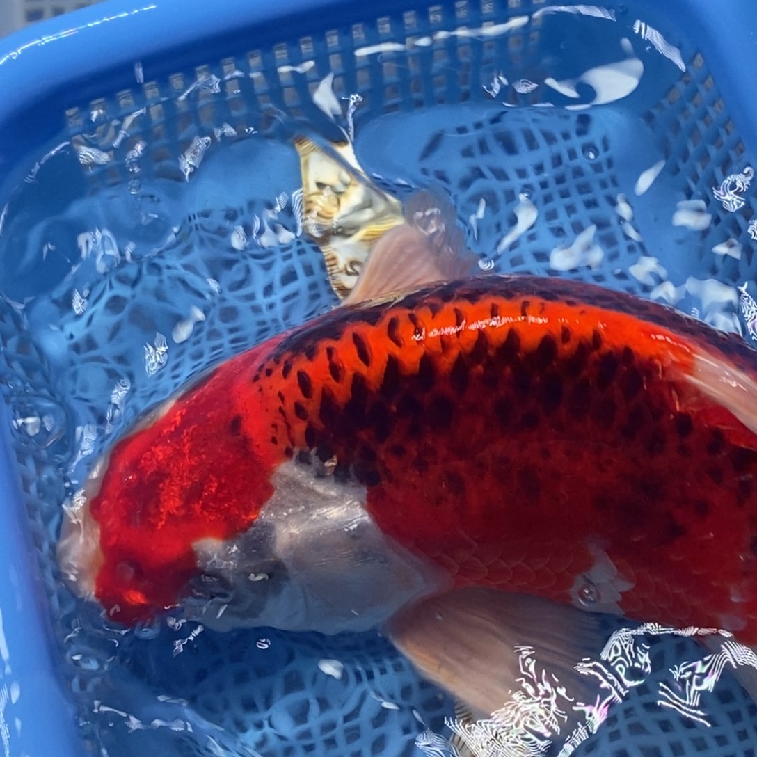 锦鲤冷水锦鲤包邮