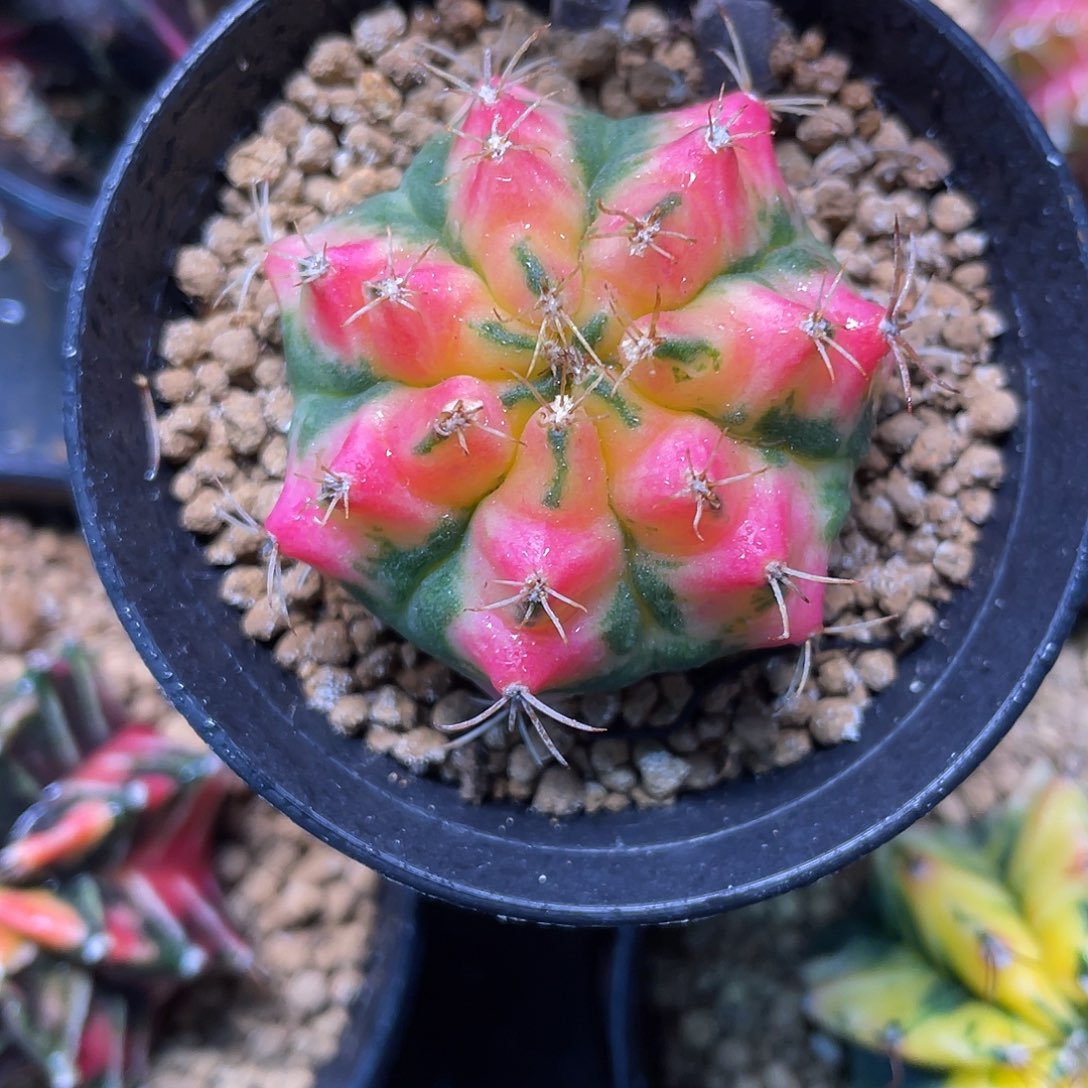 1-280米哈锦4.2厘米