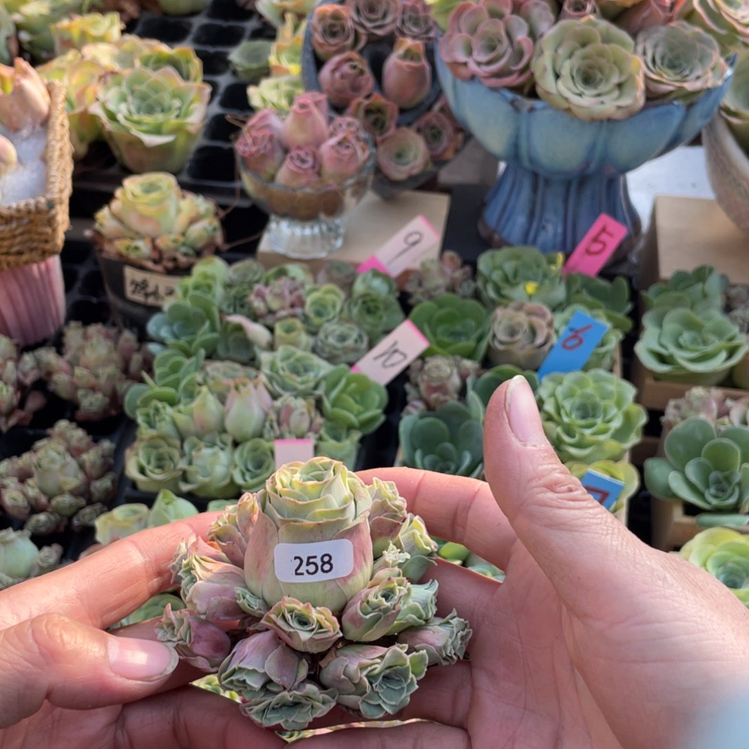 凤***山地玫瑰多肉植物花卉258