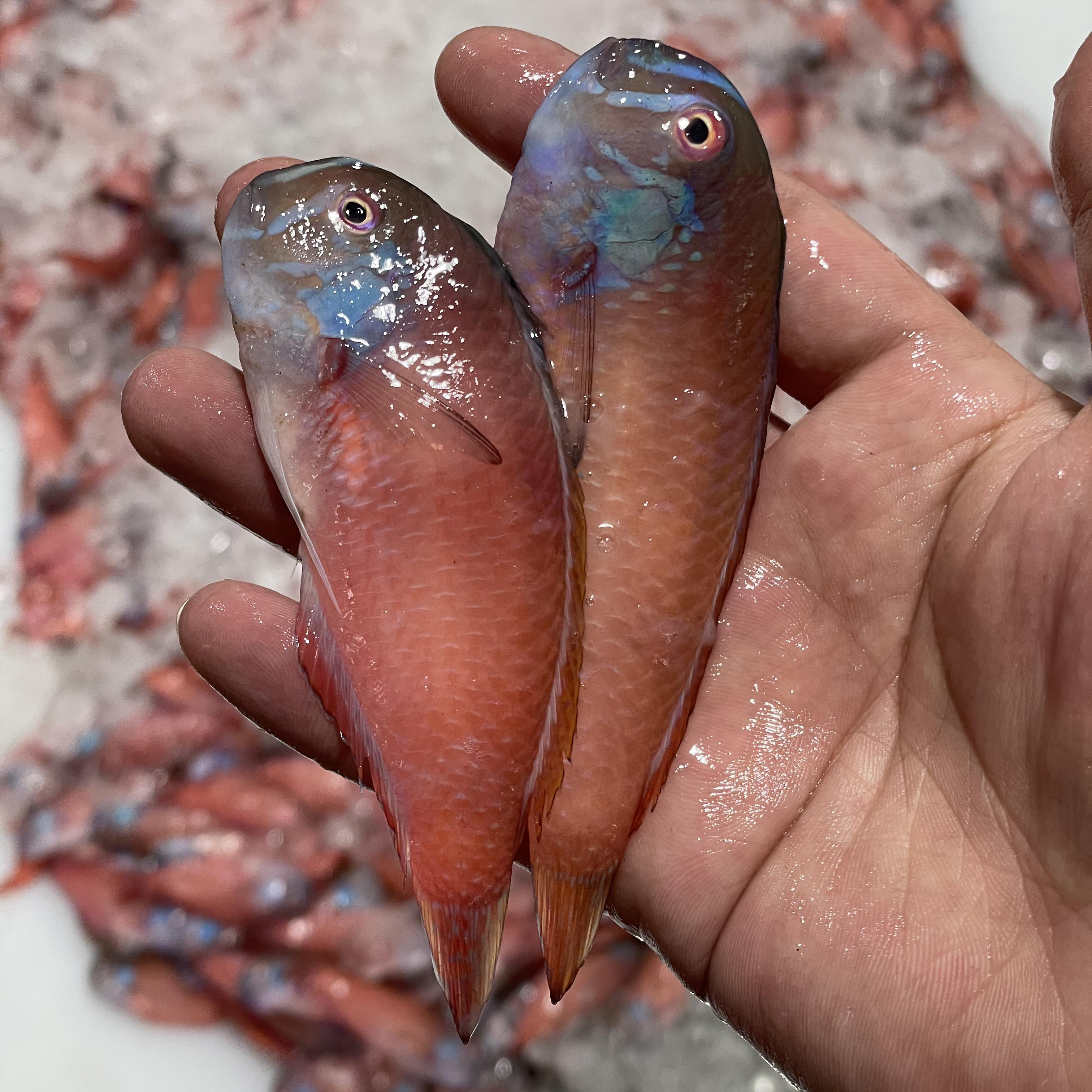 【冰瞳专属】海门本港红利马头鱼 小马头鱼 鹦哥鱼