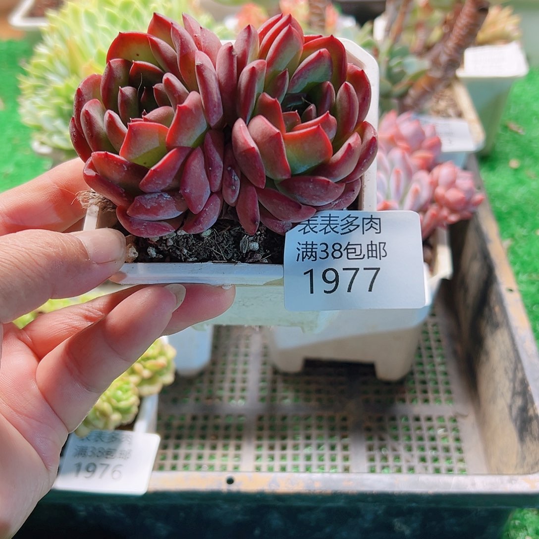 多肉一物一拍植物1977