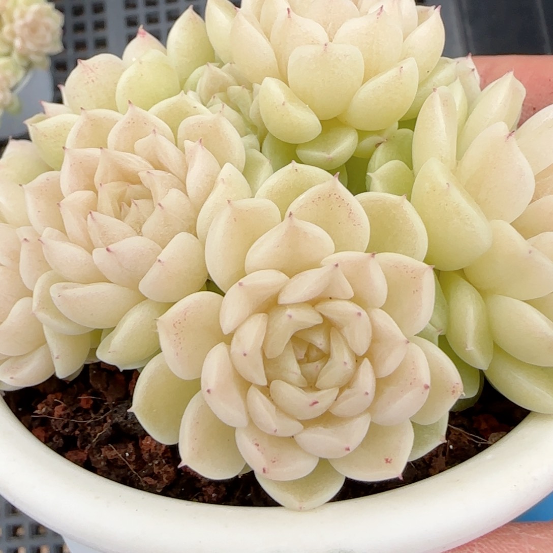 希*【闪购商品】0204-185（m1-252-2）