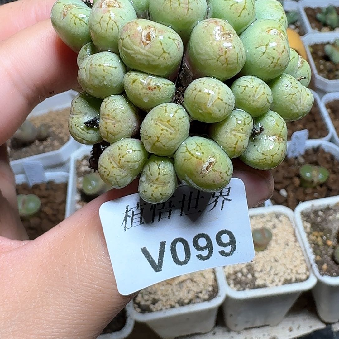 099号多肉植物哇cv