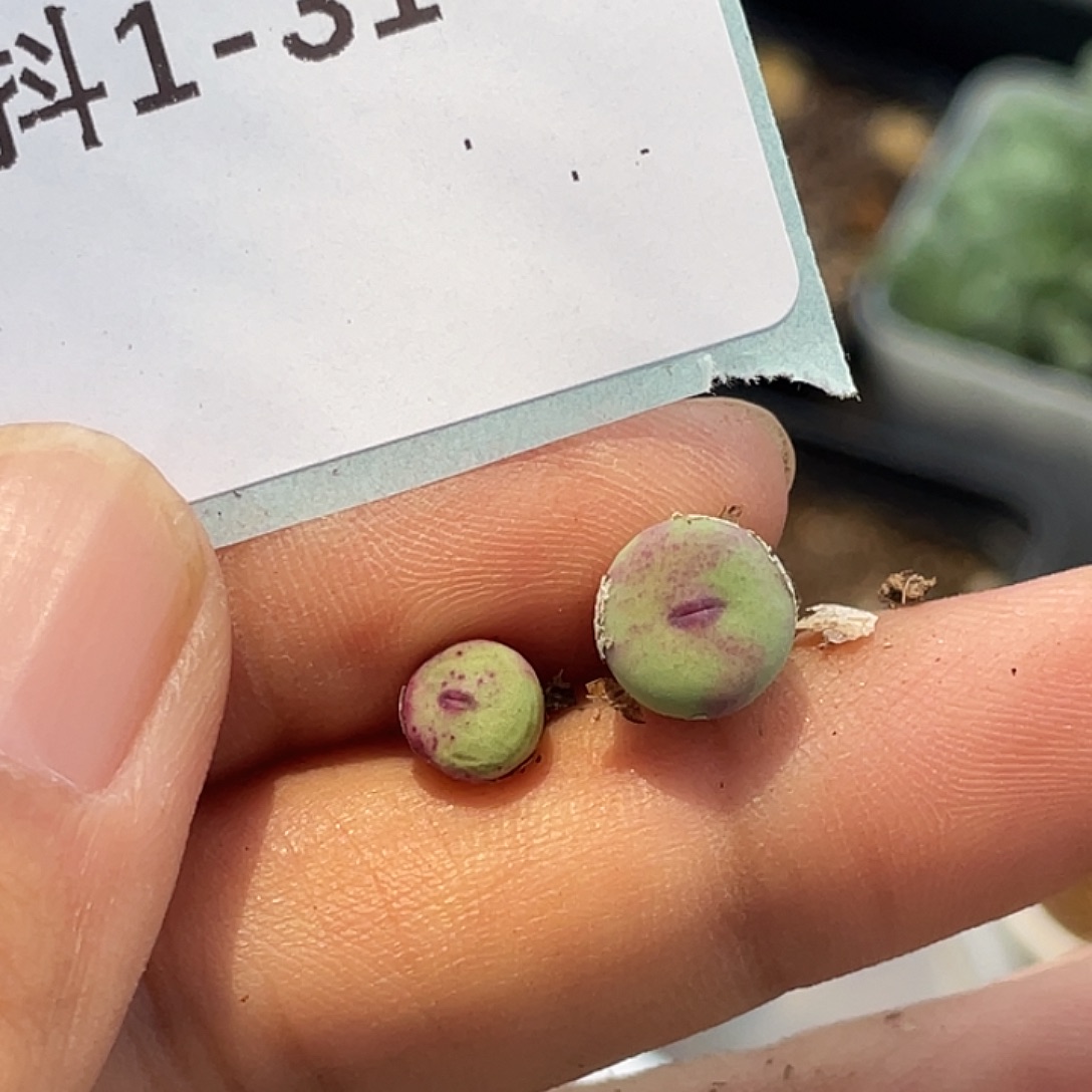 呆***呆1-31肉锥多肉植物锥