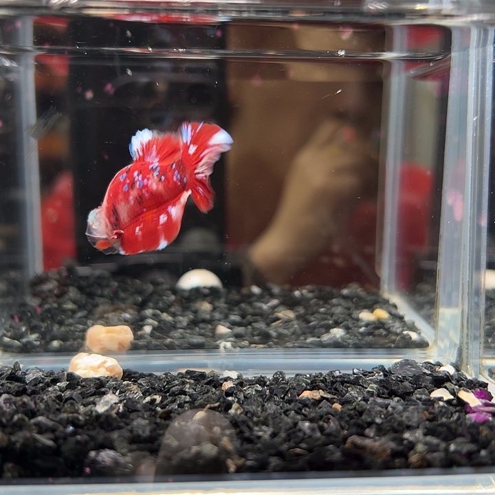 斗鱼跑单拉黑23日92