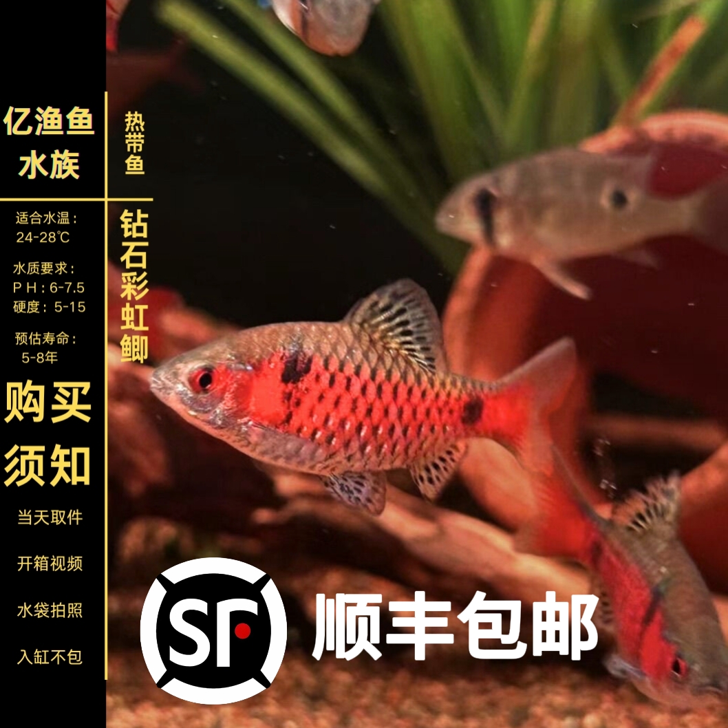 钻石彩虹鲫进口鲤科冷水耐寒耐养热带鱼原生鱼小型活体群游观赏鱼