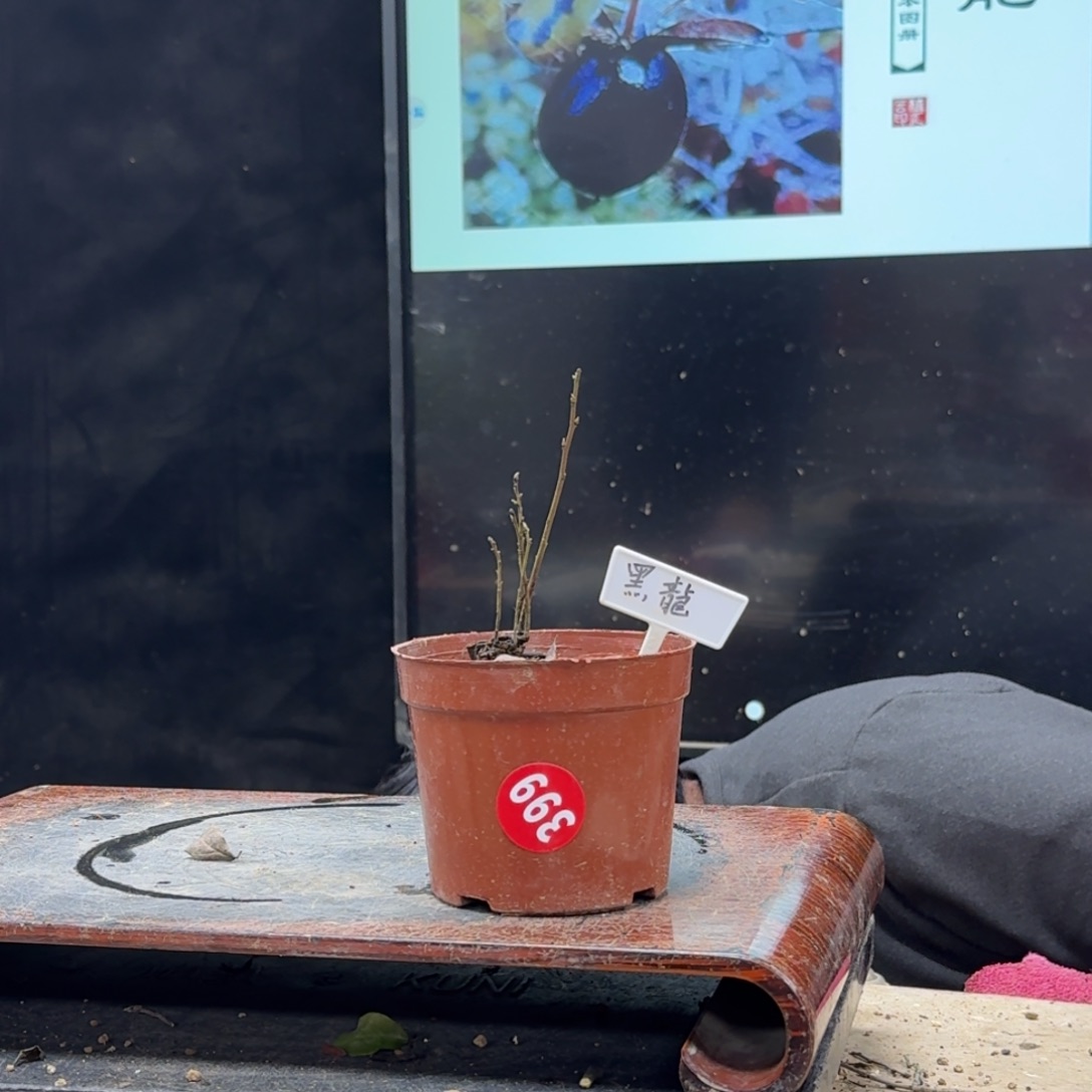 盆景不包邮顺丰到付德**镇399