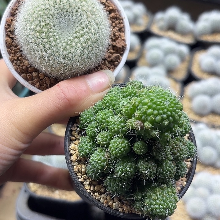 白珠群➕白雪光组合发货