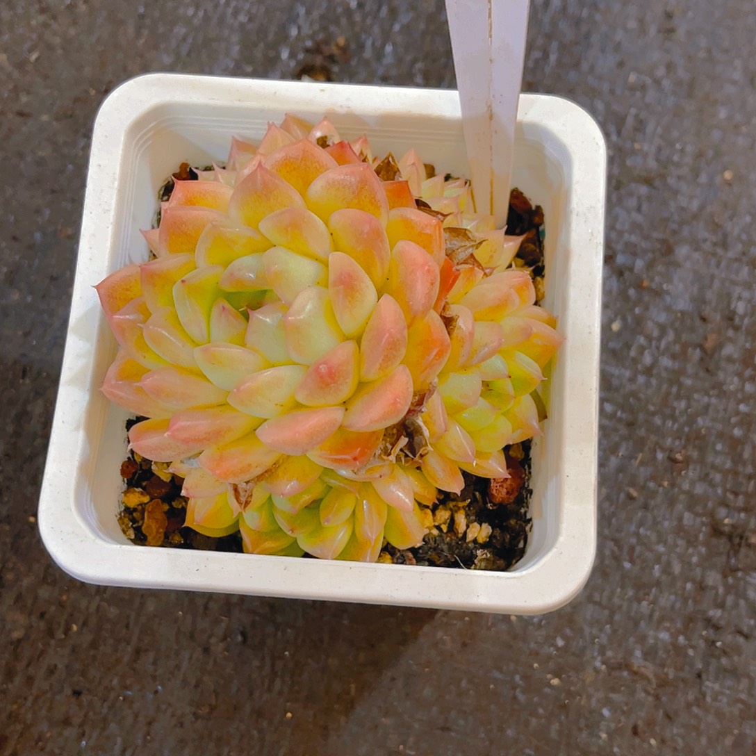 板***栗珍妮0000000000625