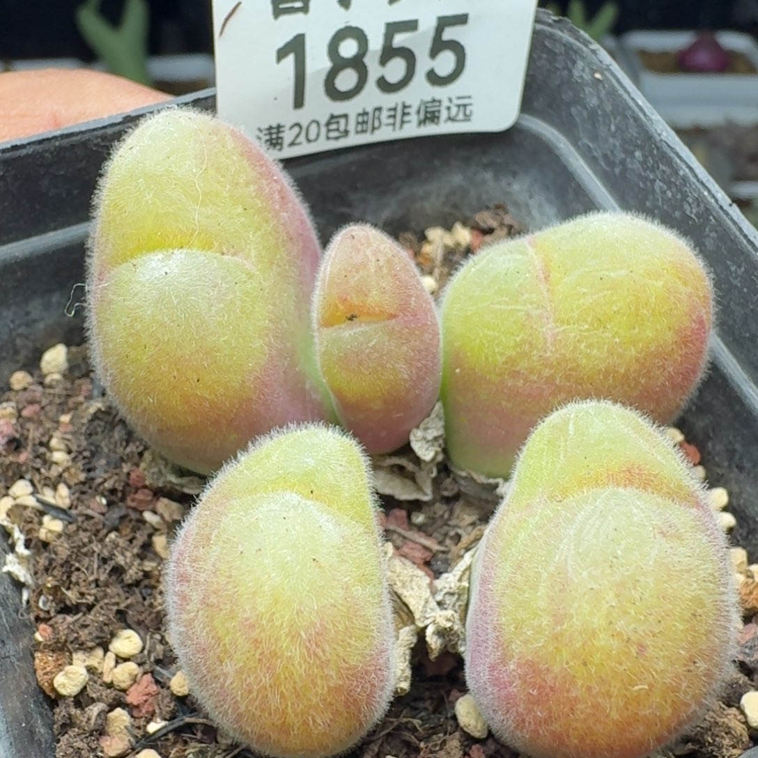 长毛母本  带盆土           