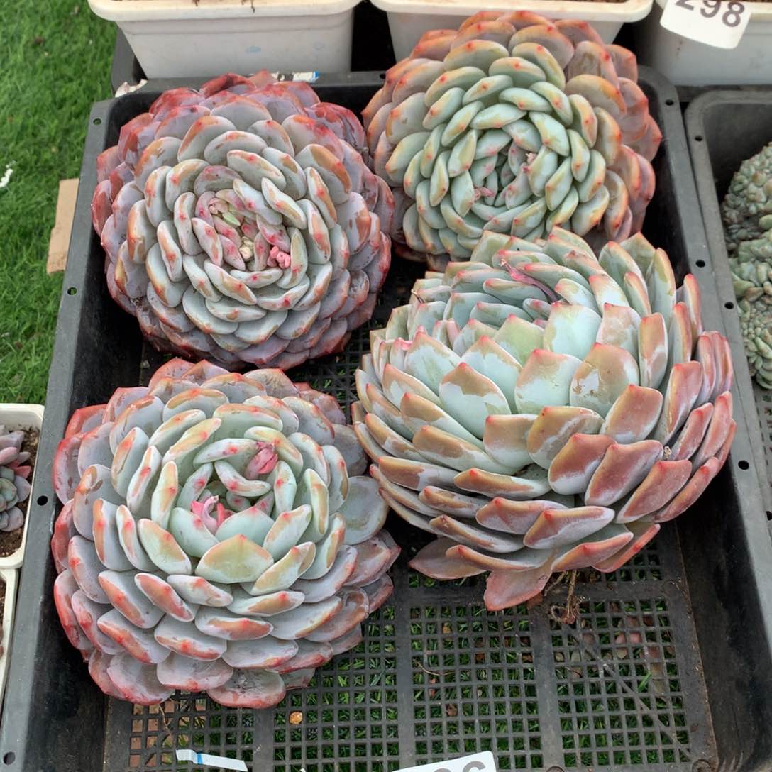 366橙子多肉植物组合