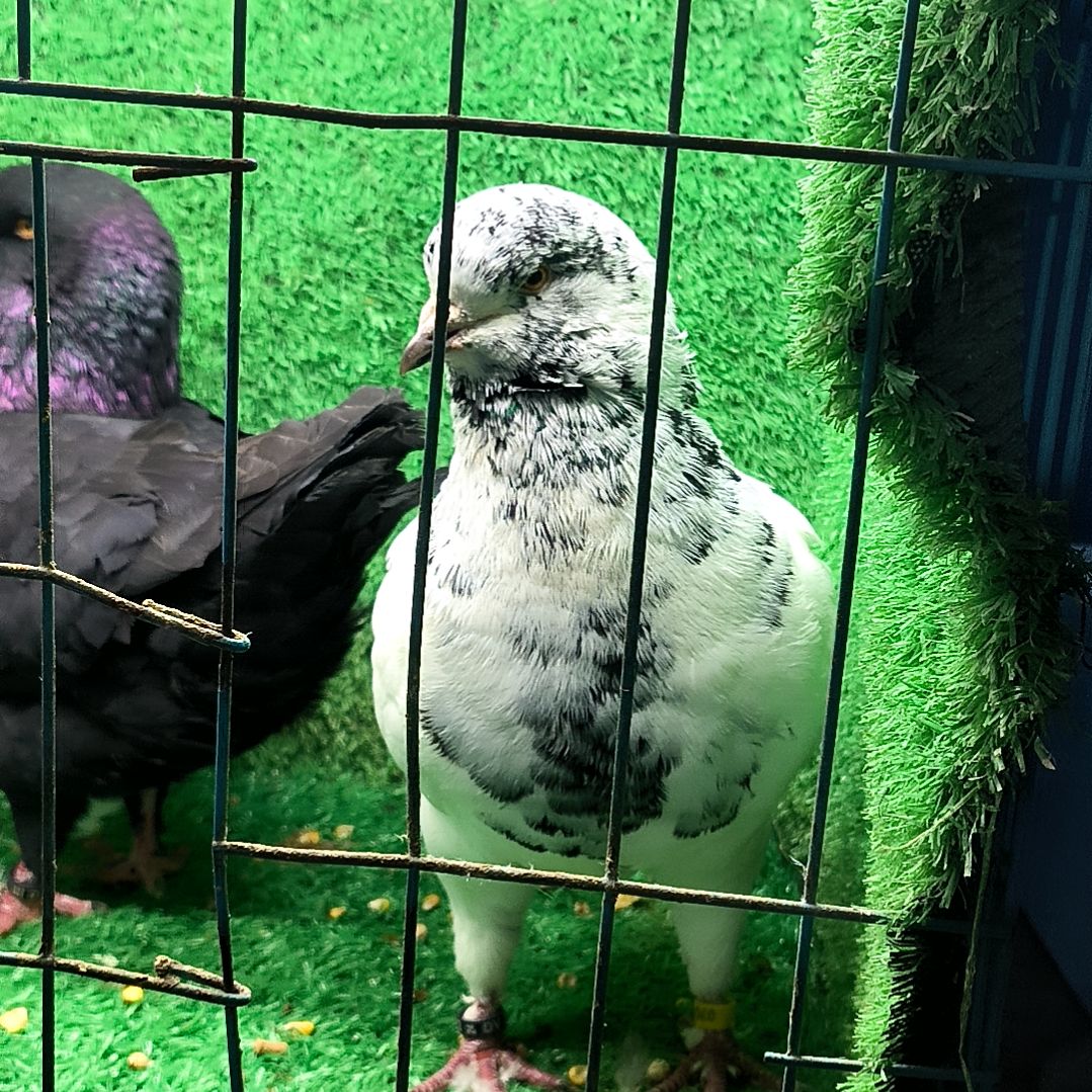 24年雪花母一只环号9001中国大陆散装